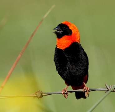 Image of Red Bishop