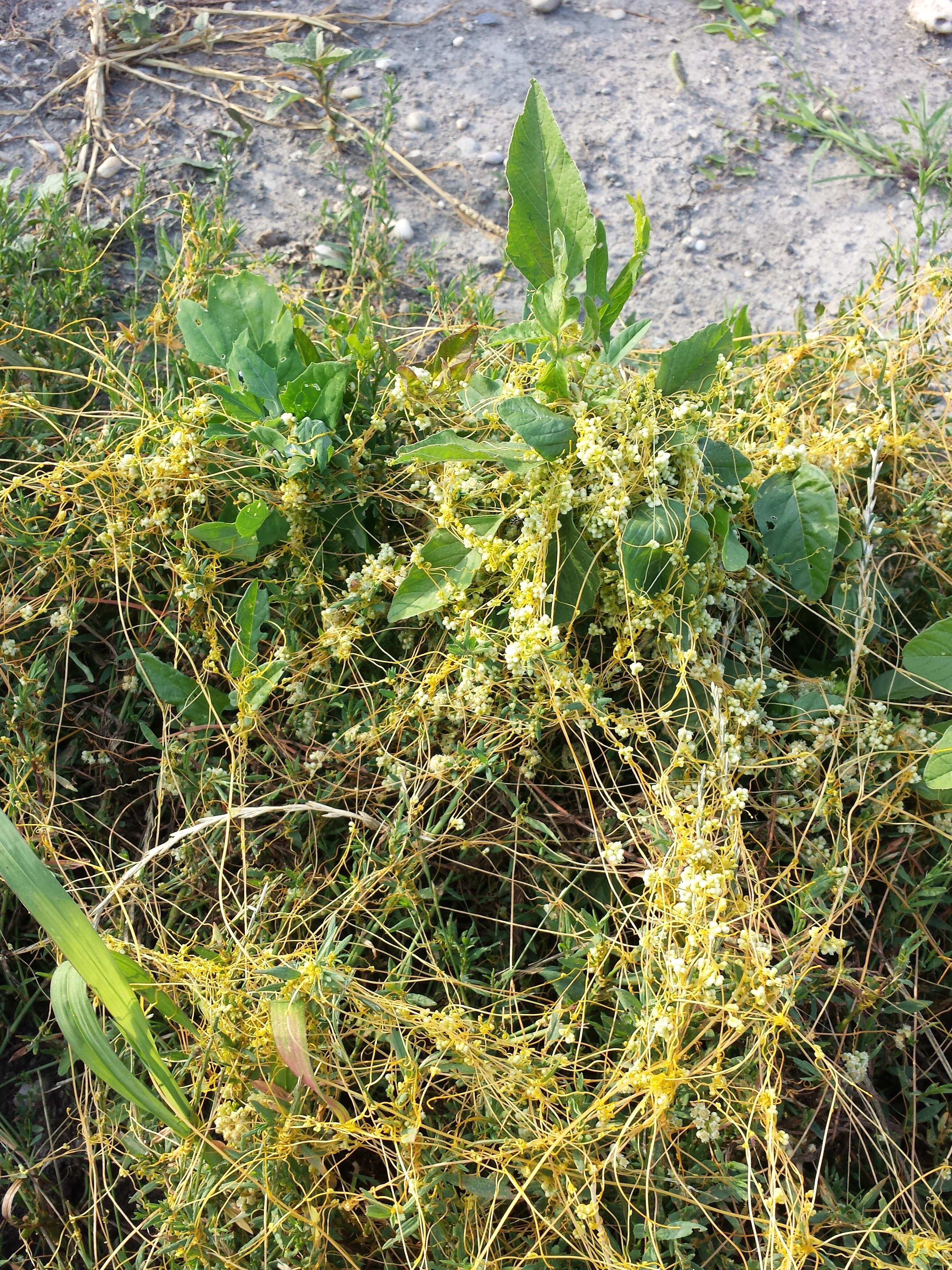 Image of Cuscuta campestris