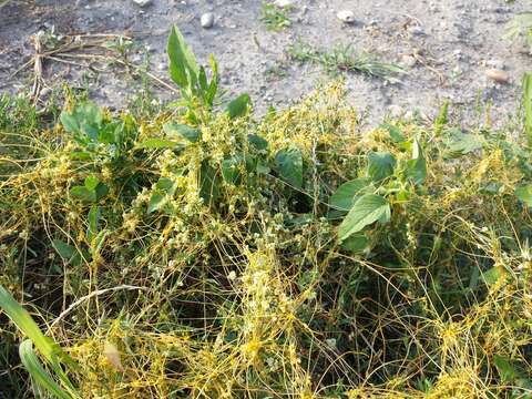 Image of Cuscuta campestris