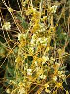 Image of Cuscuta campestris