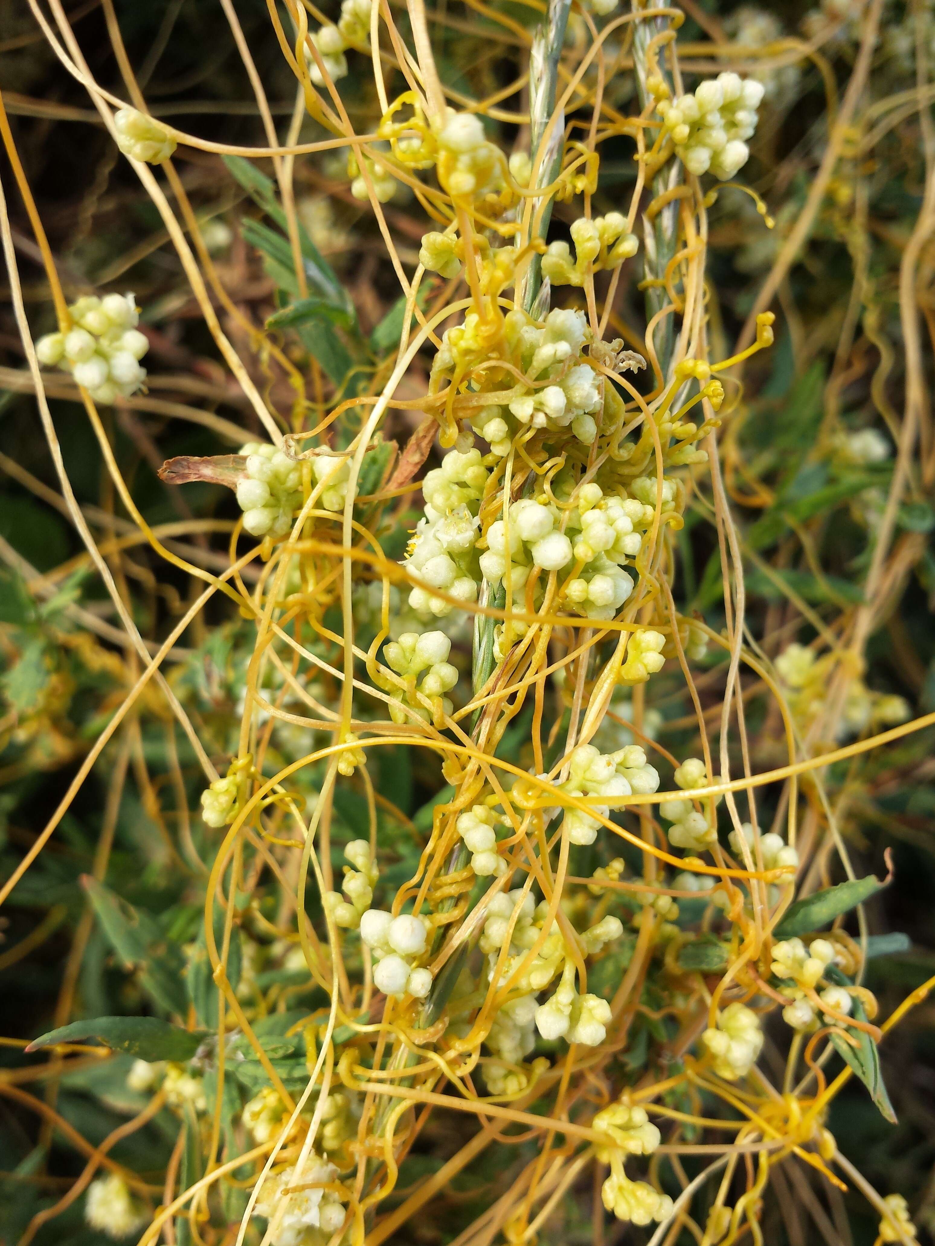 Image of Cuscuta campestris