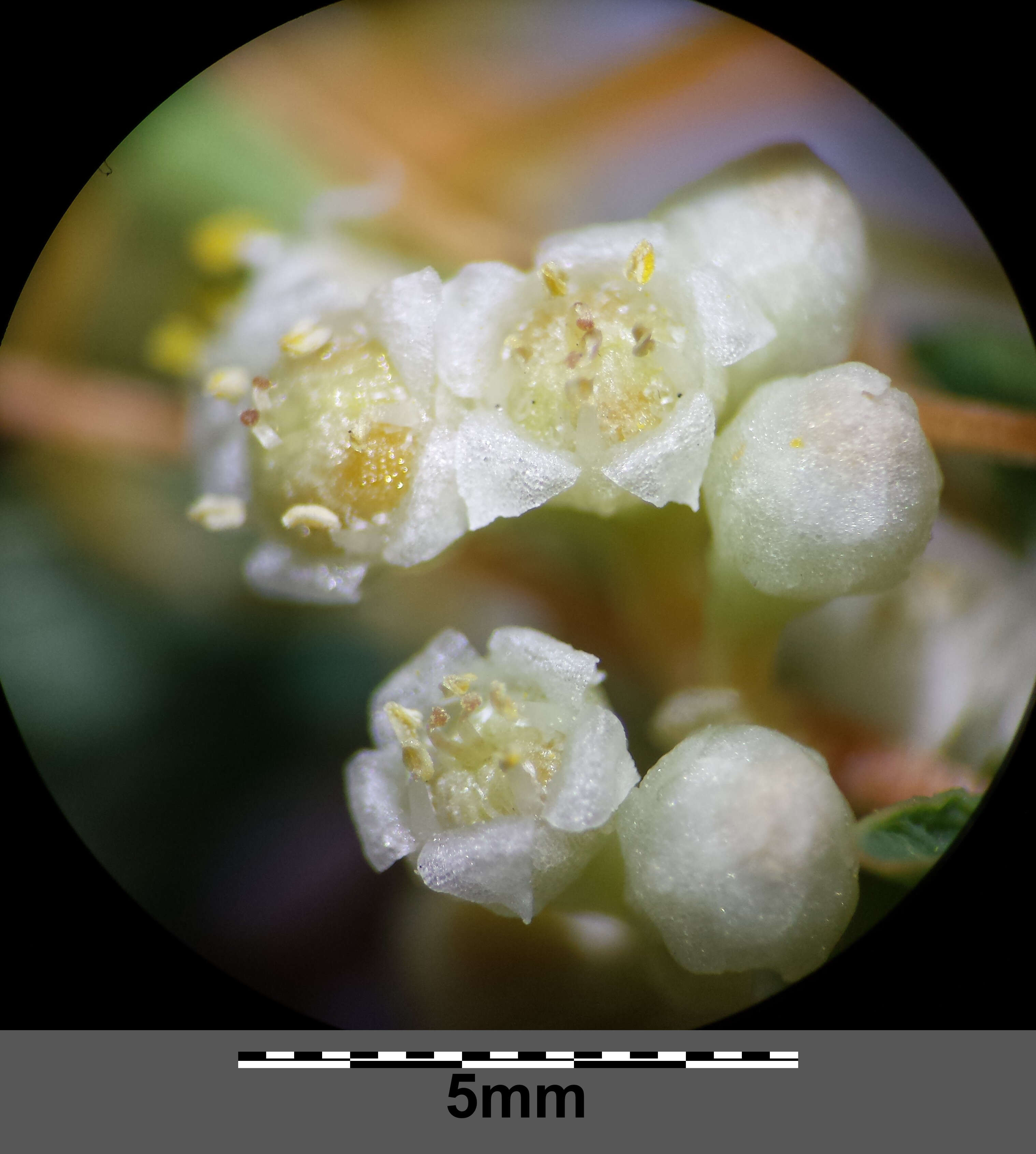 Image of Cuscuta campestris