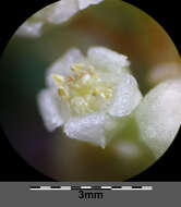 Image of Cuscuta campestris