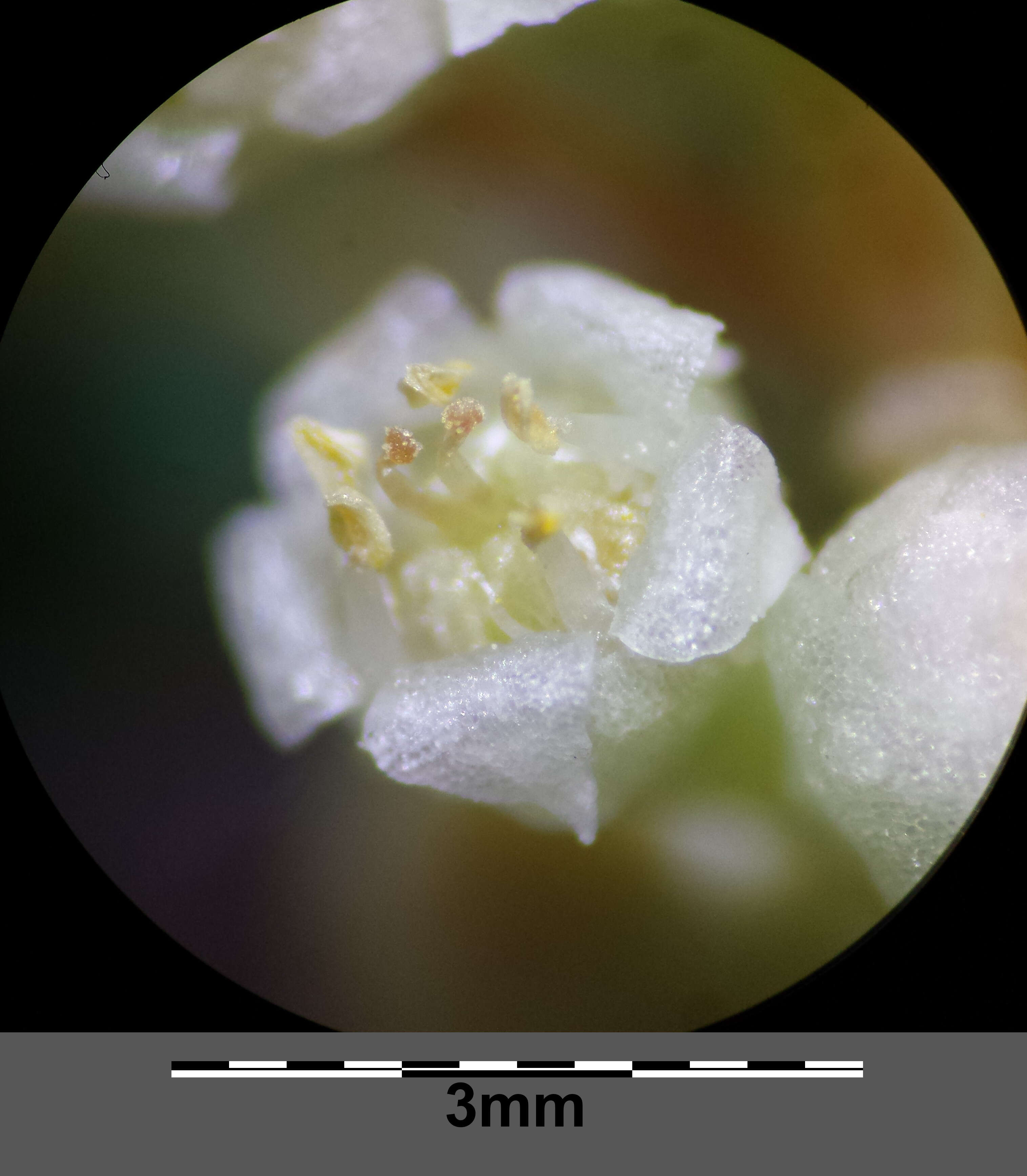 Image of Cuscuta campestris