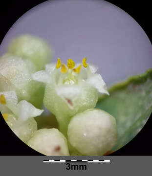 Image of Cuscuta campestris