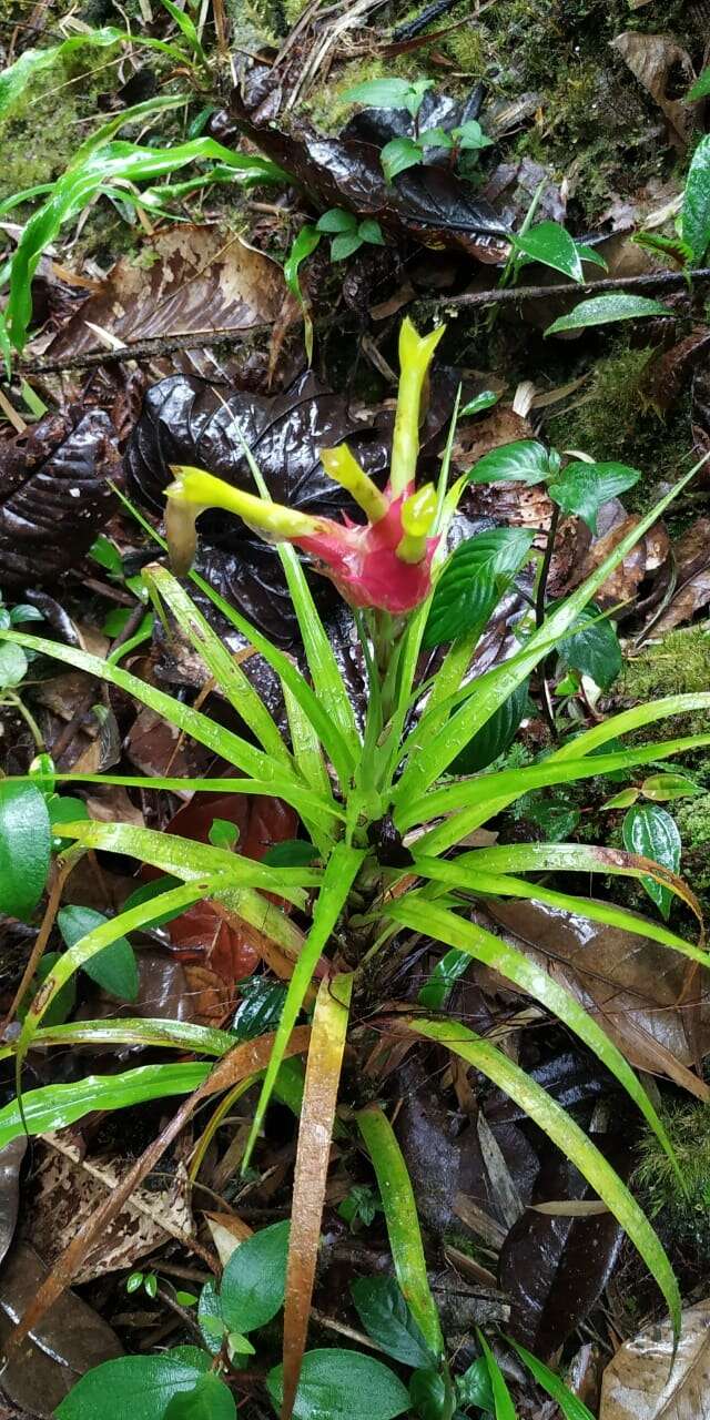 صورة Guzmania pearcei (Baker) L. B. Sm.