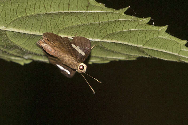 Plancia ëd Celaenorrhinus asmara Butler 1879