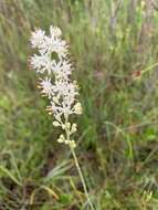 Image of coastal false asphodel