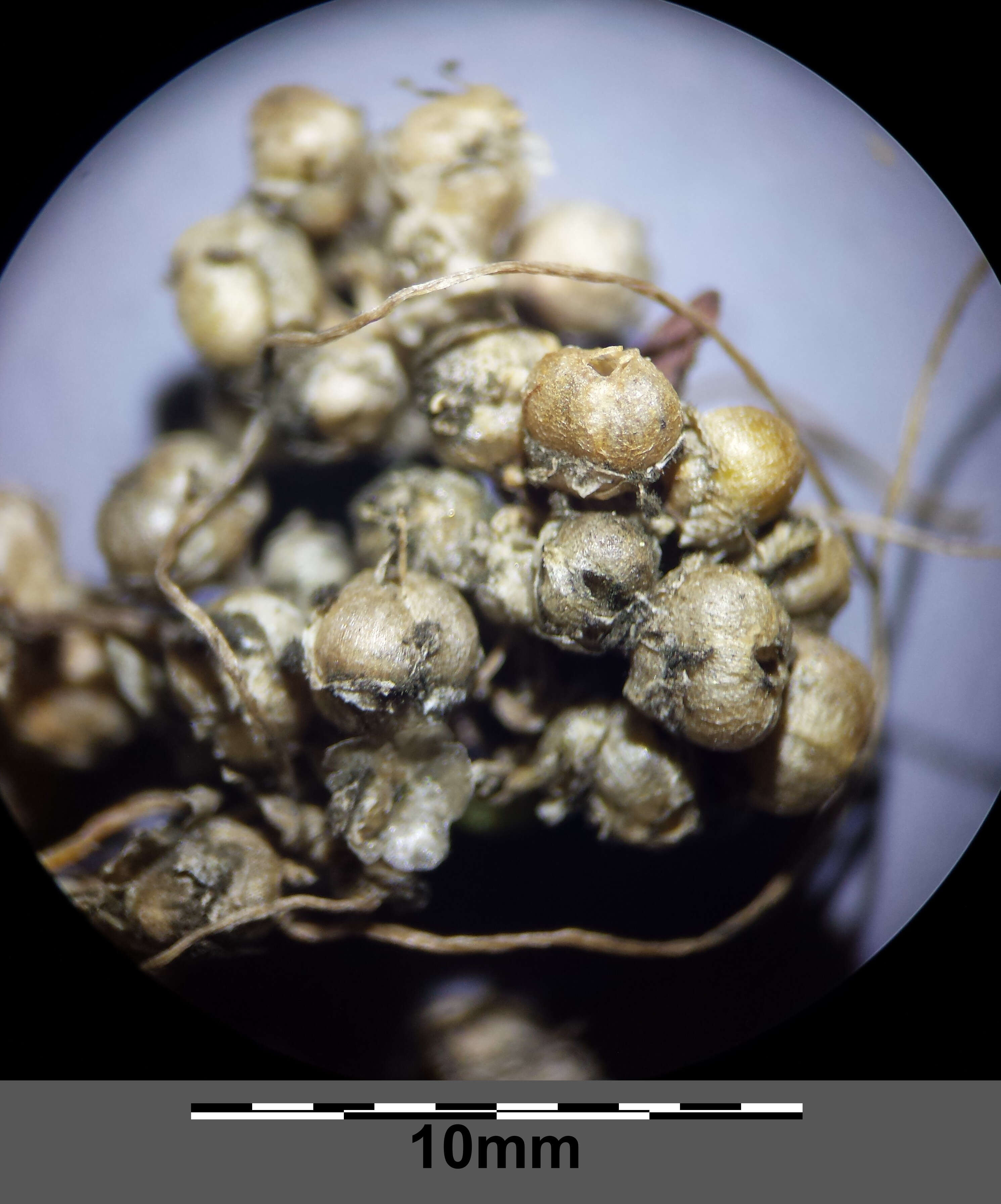 Image de Cuscuta campestris