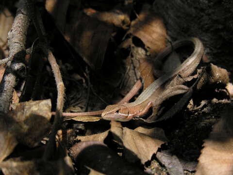 Image of Japanese Grass Lizard