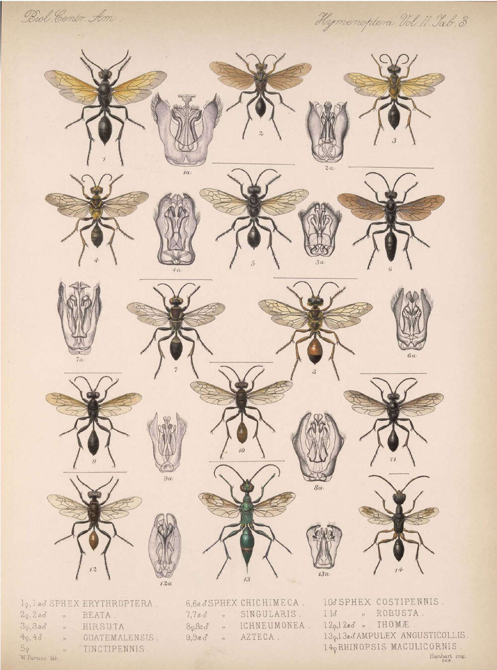 Image of sphecid wasps