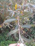 Image of Salix salviifolia Brot.