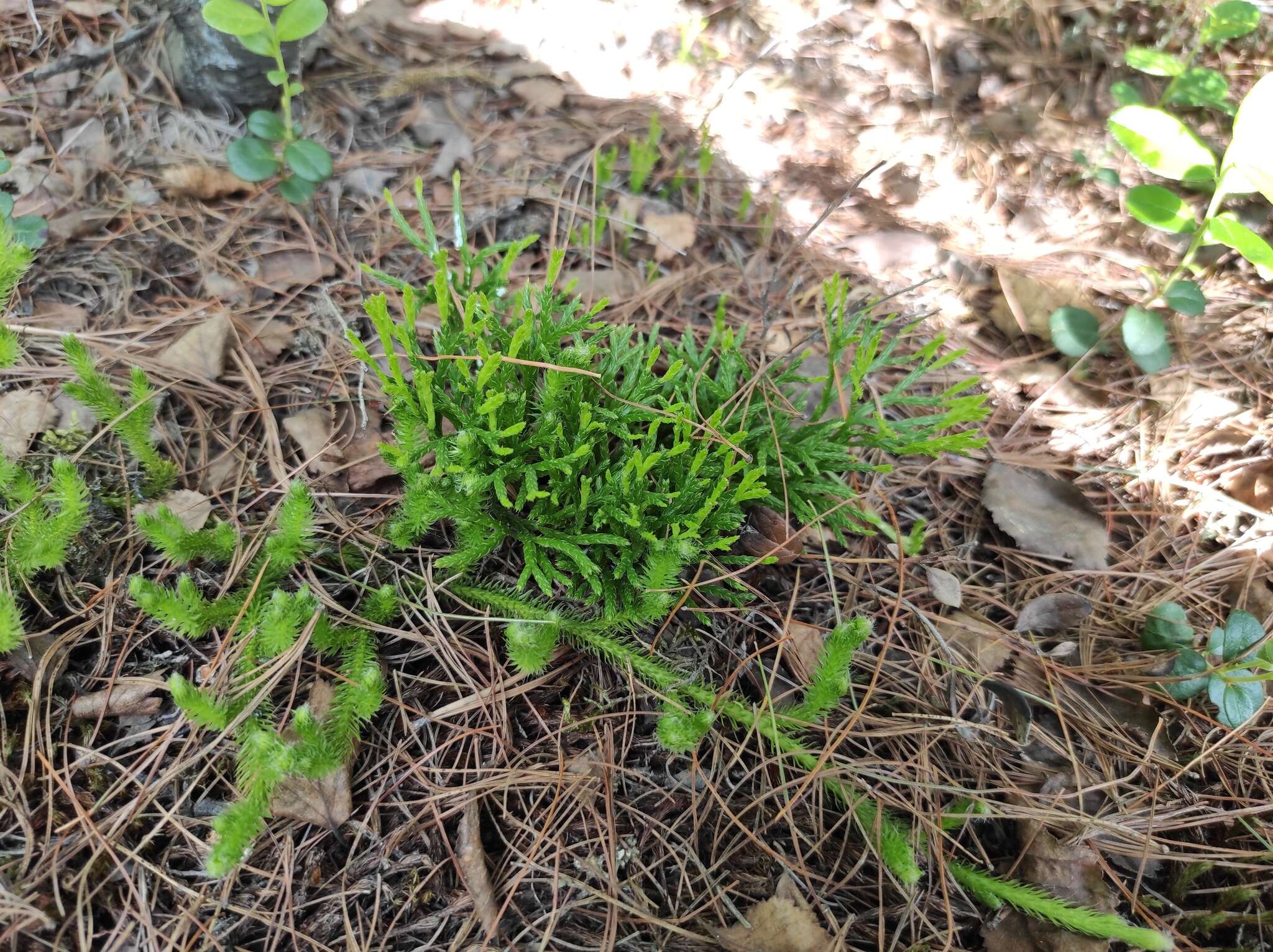 Image of clubmoss