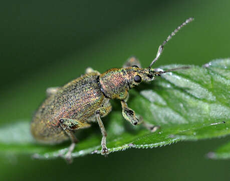 Image of Phyllobius (Dieletus) argentatus Linnaeus 1758