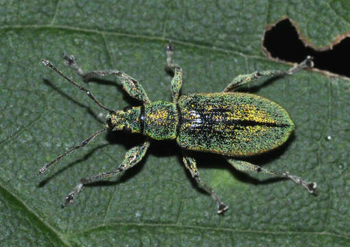 Image of Phyllobius (Phyllobius) arborator (Herbst 1797)