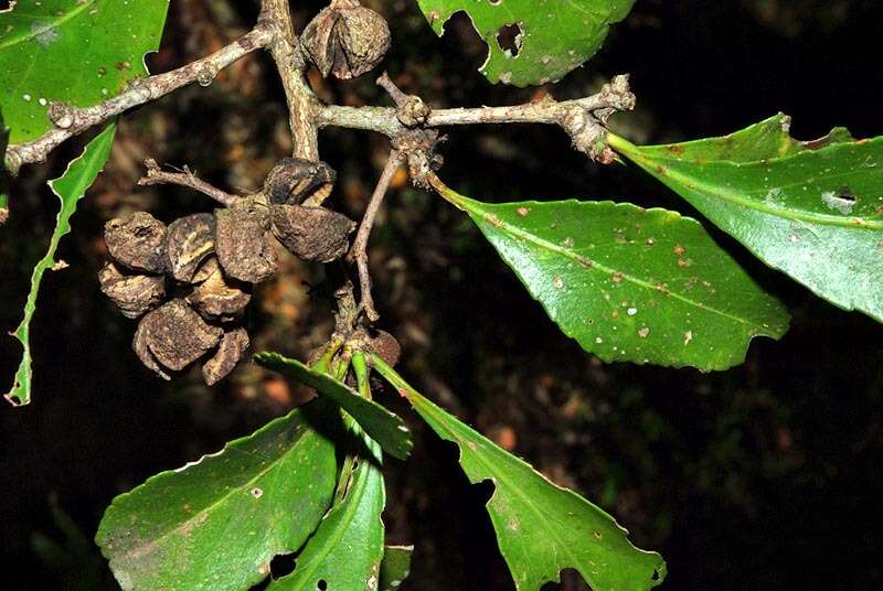 Image of Gymnosporia grandifolia (Davison) Jordaan