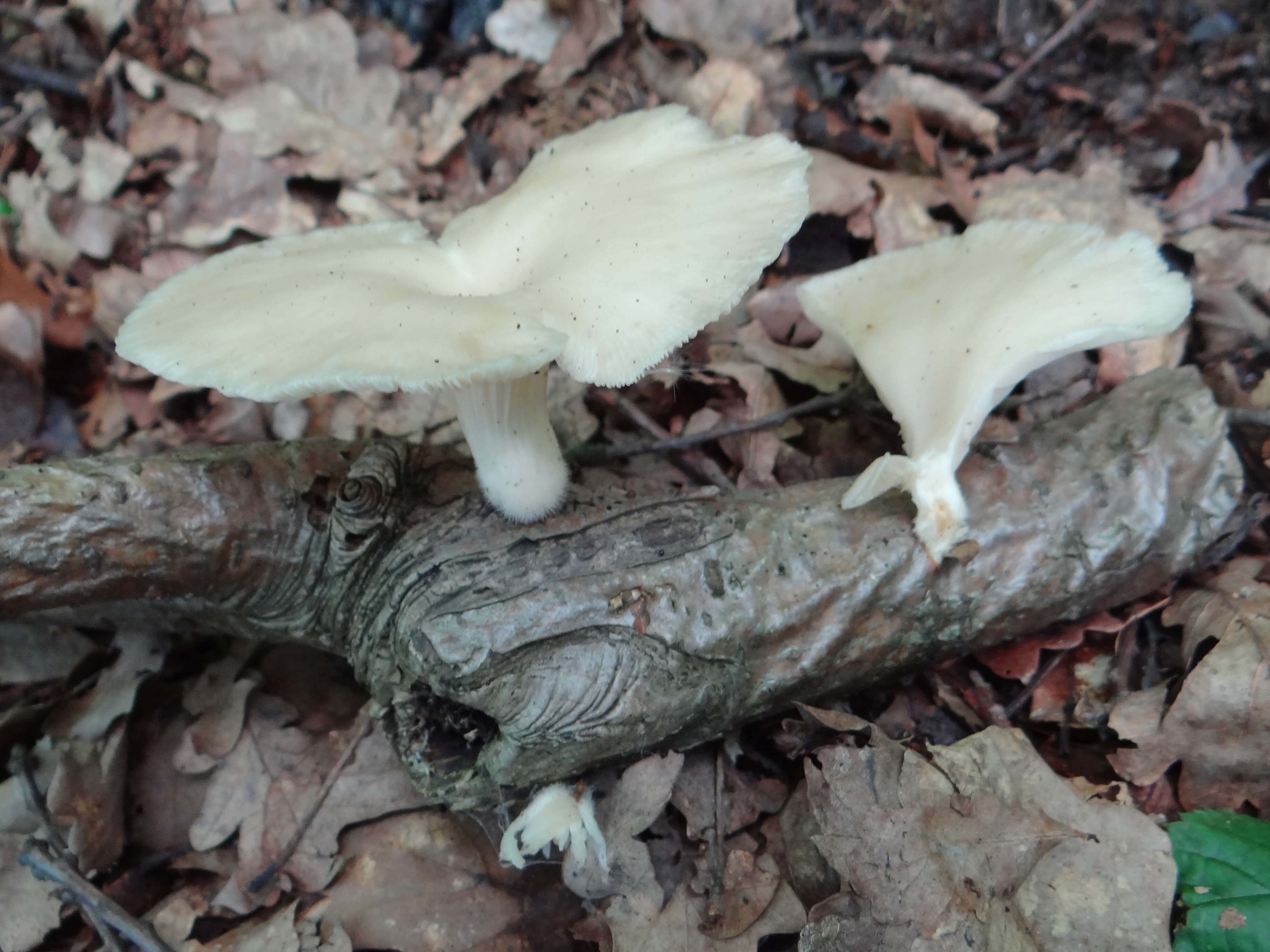 Image of Branched Oyster Mushroom