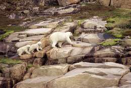 Image de Ours blanc