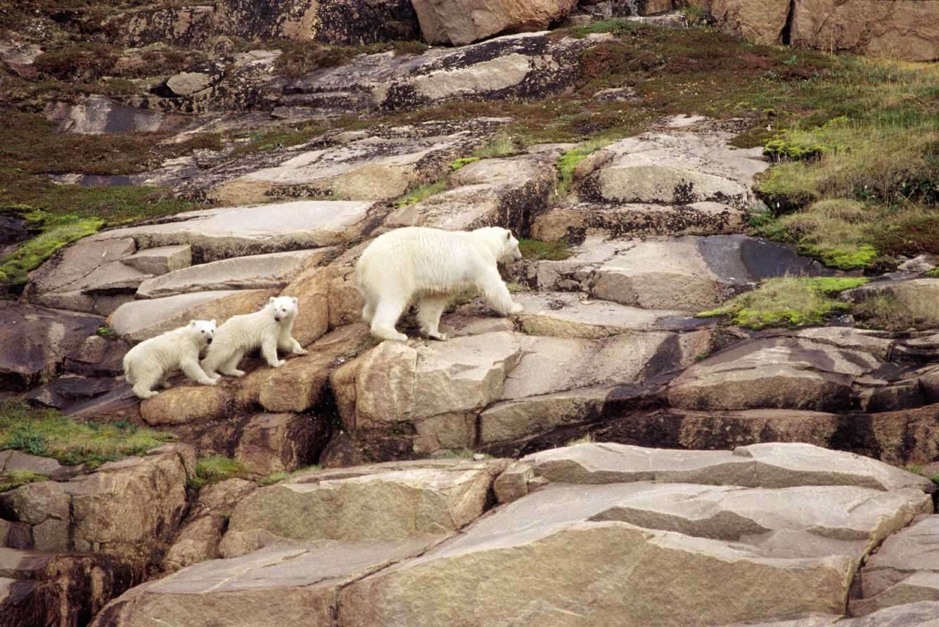 Imagem de urso-polar