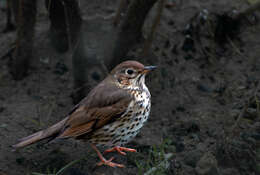 Image of Song Thrush