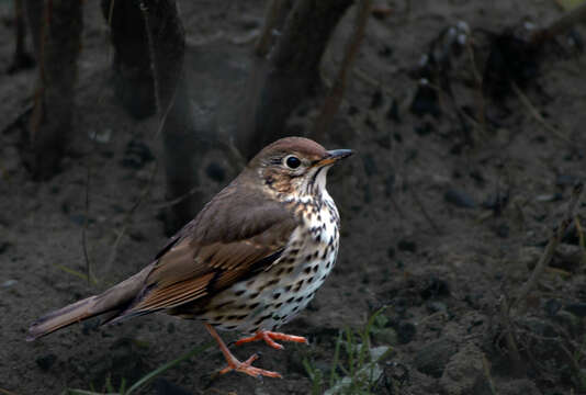 Image of Song Thrush