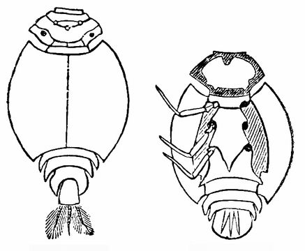 Image of common burrower mayflies