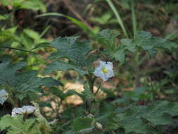 صورة Solanum campechiense L.