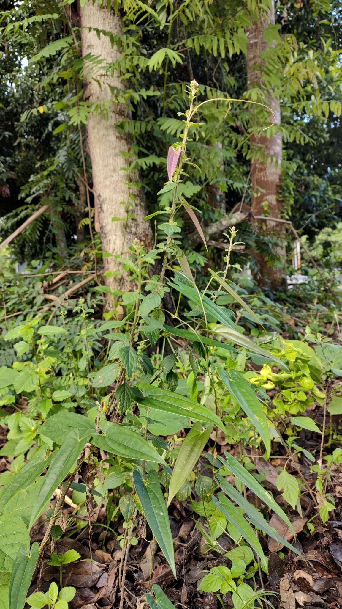 Dioscorea glabra Roxb. resmi