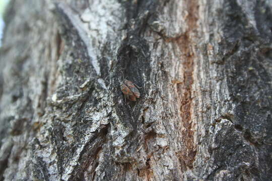 Image of Elm Seed Bug