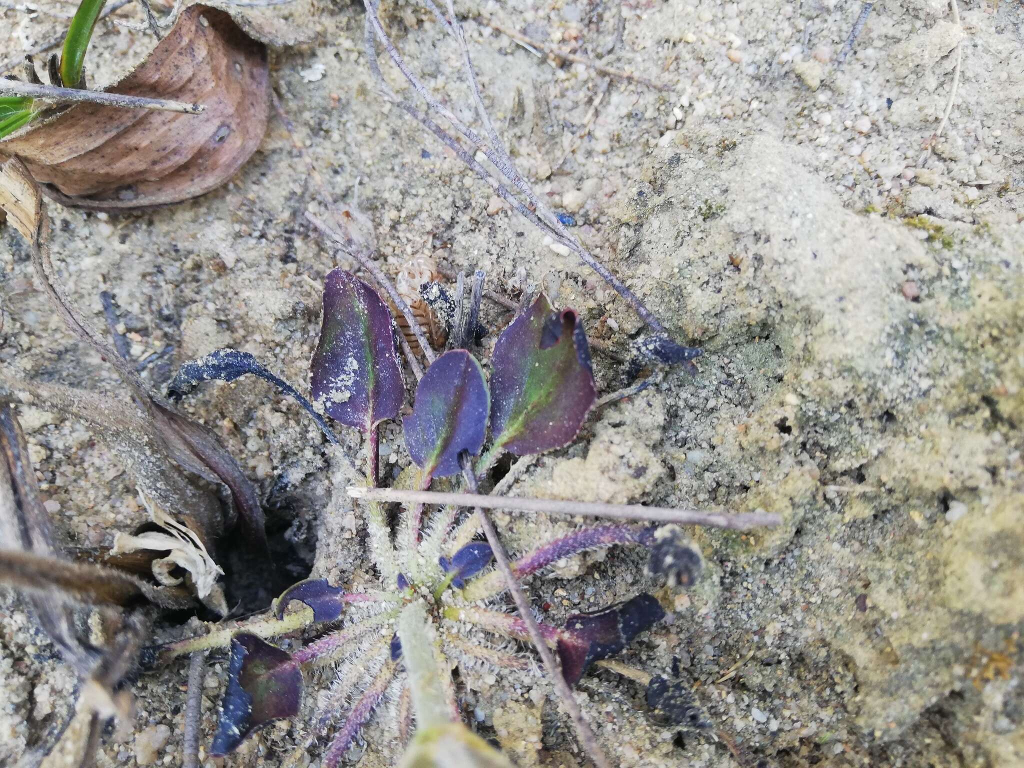 Image of Pelargonium heterophyllum Jacq.