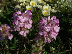 Image of Sudetic Lousewort