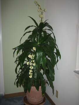 Image of fragrant dracaena