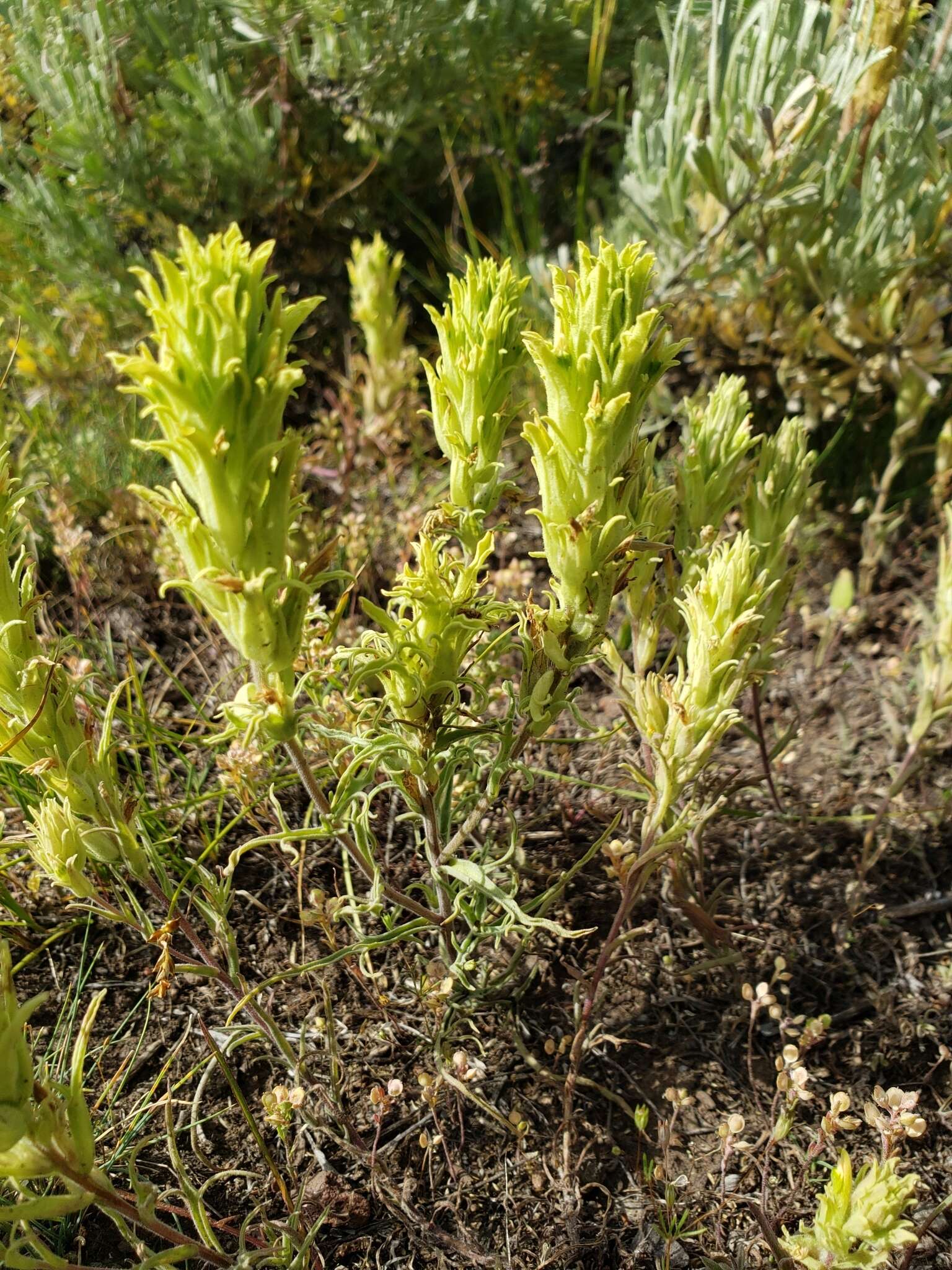 Слика од Castilleja pallescens (Nutt. ex A. Gray) Greenm.