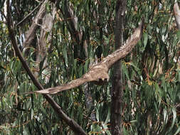 Image of Buteo buteo insularum Floericke 1903