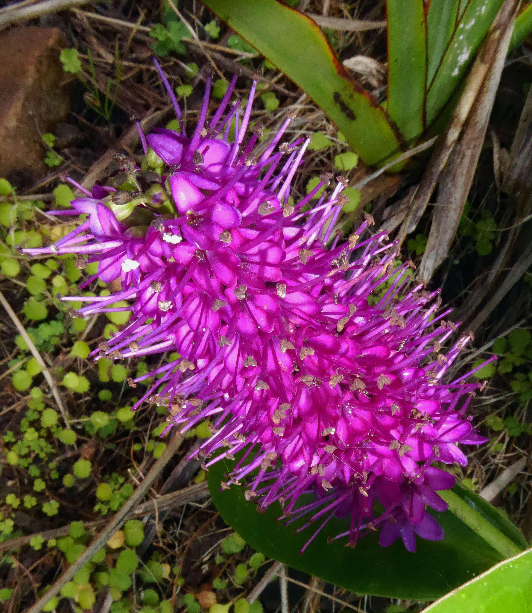 صورة Veronica speciosa R. Cunn. ex A. Cunn.