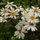 Image of Olearia phlogopappa subsp. flavescens (Hutch.) Messina