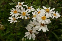 Image of Olearia phlogopappa subsp. flavescens (Hutch.) Messina