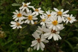 Olearia phlogopappa subsp. flavescens (Hutch.) Messina resmi