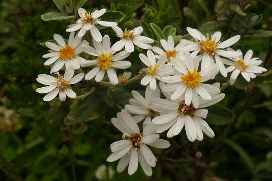 Olearia phlogopappa subsp. flavescens (Hutch.) Messina resmi