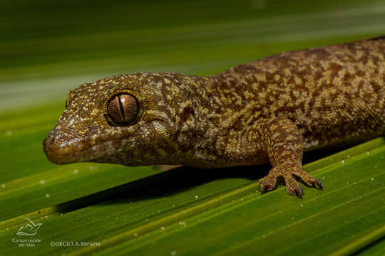 Image of Saint George Island Gecko