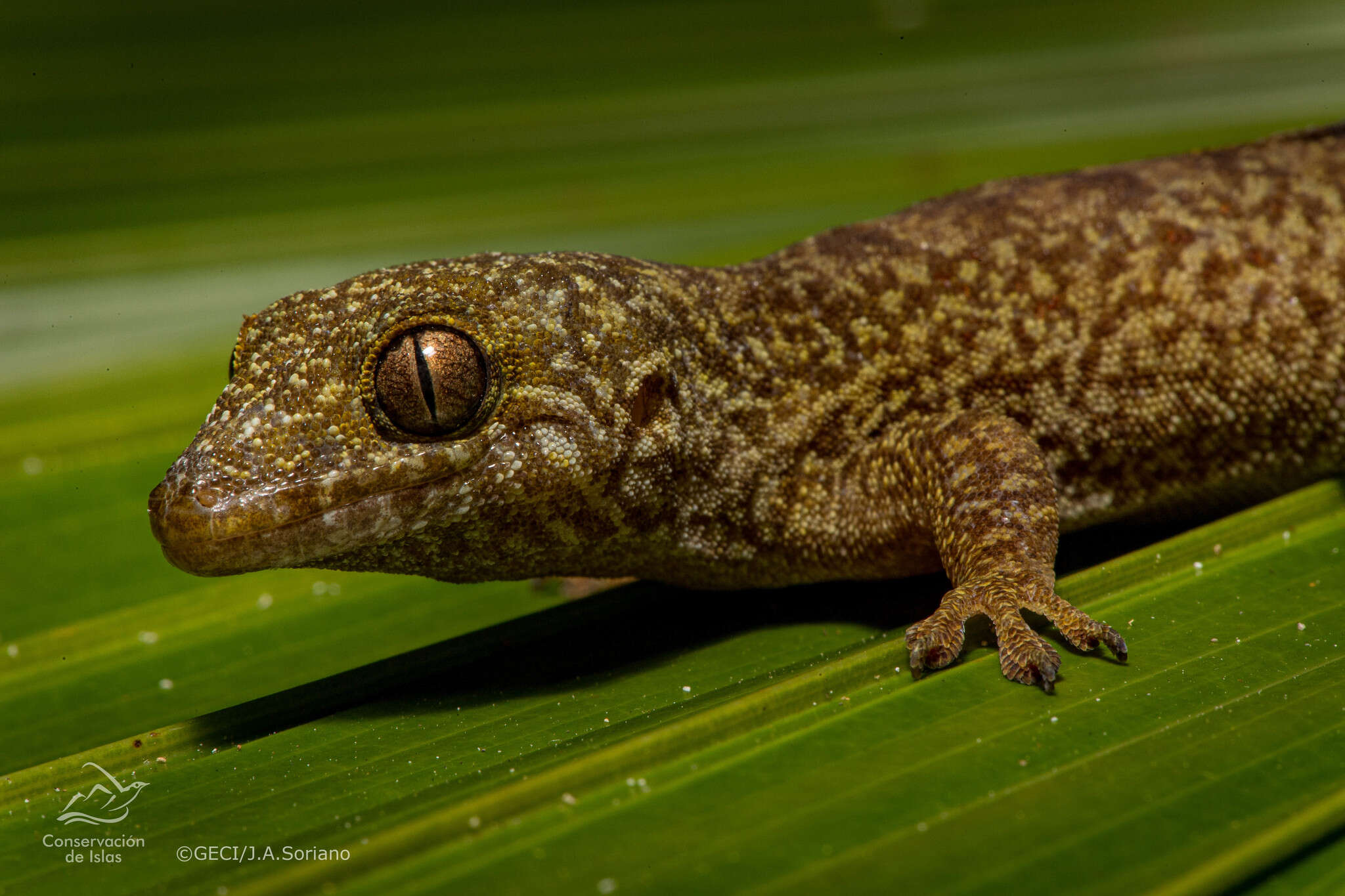 Image of Saint George Island Gecko