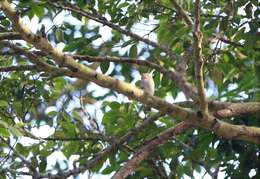 Image of Brown-streaked Flycatcher