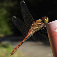 Image of Autumn darter