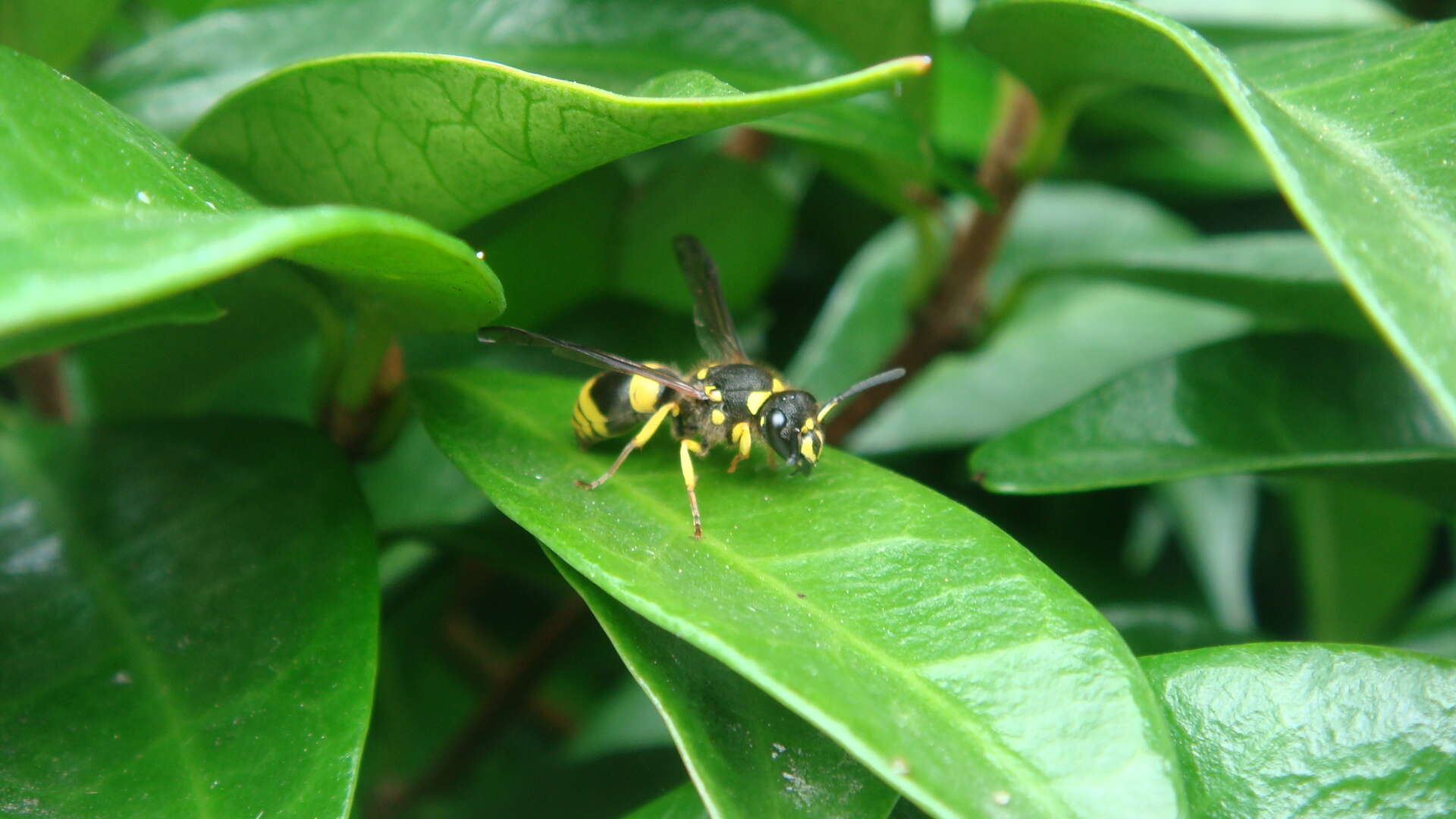 Image of Ancistrocerus gazella (Panzer 1798)