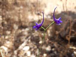 Image of Delphinium gracile DC.