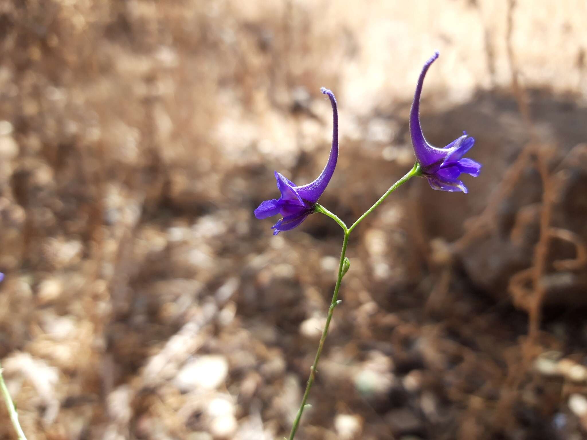 Image de Delphinium gracile DC.