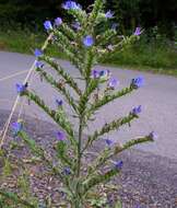 Imagem de Echium vulgare L.