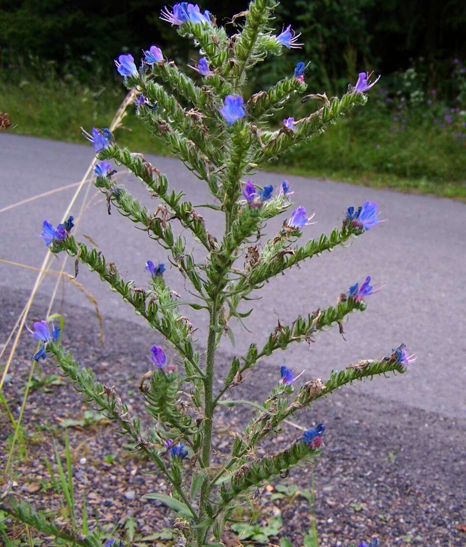 Imagem de Echium vulgare L.