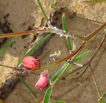 Imagem de Indigofera charlieriana var. charlieriana