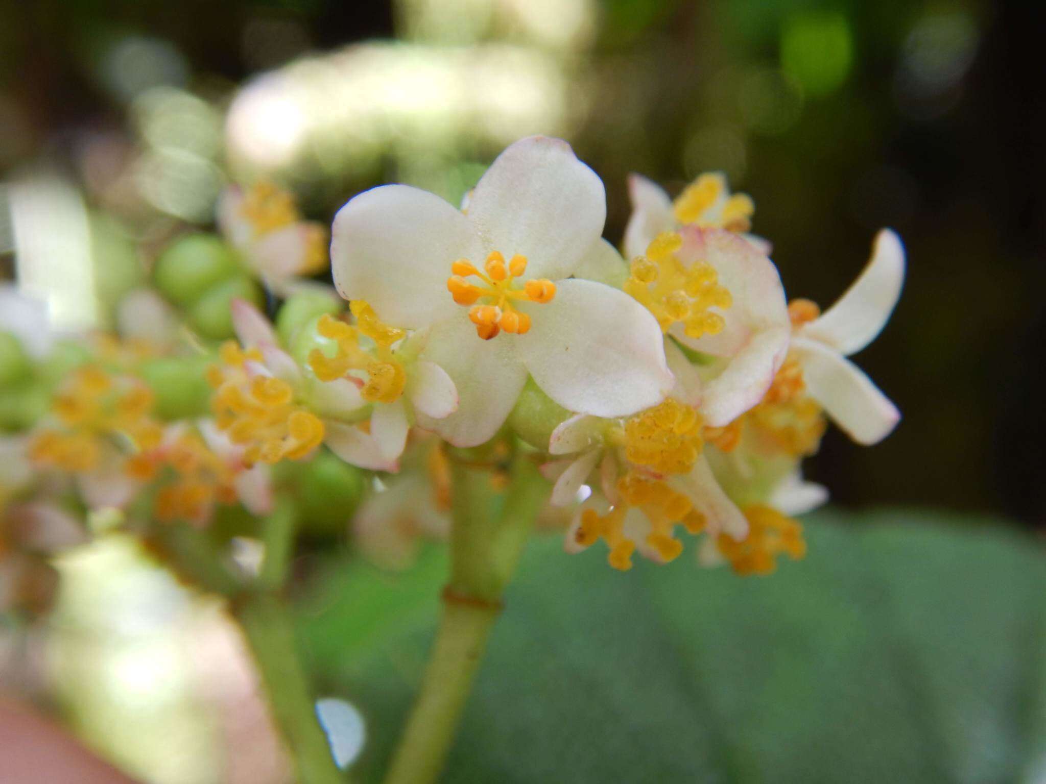 Image of Begonia exalata C. DC.